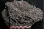 Foto (Detailansicht) von Senftenbergia crenata Lindl. et H. (NHMW-GEO-2024-0188-10948)